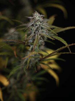 HighCloudZ Auto