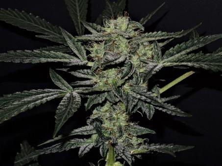 Lemon AK Auto - картинка 6