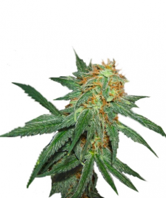 Great White Shark