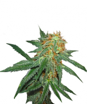 Great White Shark