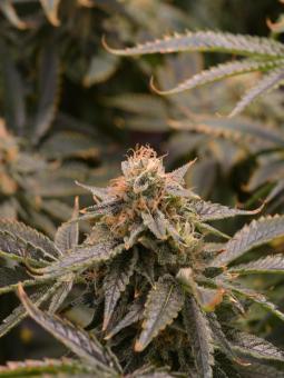 Nicole Og Kush - картинка 4