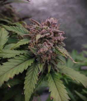 Orange Sherbet Auto - картинка 4