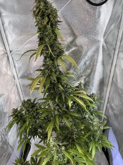 Sweet Amnesia Haze XL Auto - картинка 1
