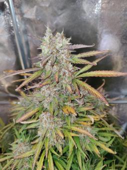 Mimosa Cake Auto - картинка 4