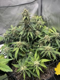 Jack Herer Auto - картинка 3