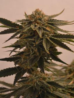 Nicole Og Kush - картинка 1