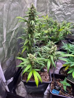 Gorilla Girl XL Auto - картинка 2