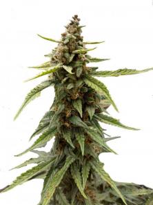 Tropicana Cookies Auto