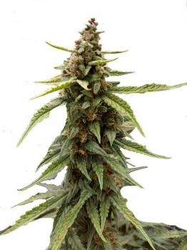 Tropicana Cookies Auto fem
