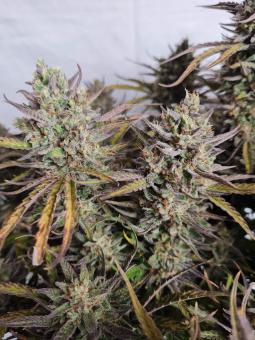 Lemon Larry OG - картинка 4