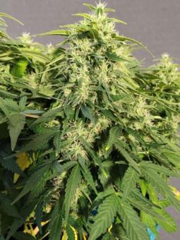 Chronic Ryder BX autoreg - картинка 2