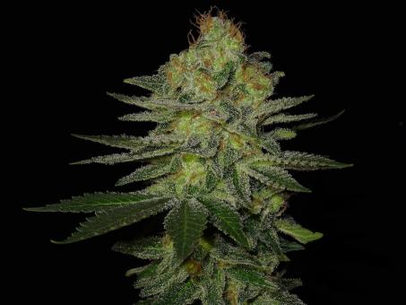 S.A.D. Sweet Afgani Delicious S1 - картинка 3