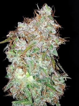 Auto Black Cherry Punch - картинка 3