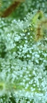 Gorilla Girl XL Auto - картинка 5