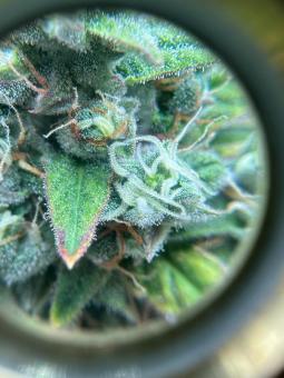 Strawberry Gorilla Auto - картинка 4