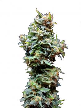 Chronic Ryder BX autofem