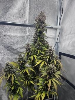 Purple Punch Auto - картинка 3