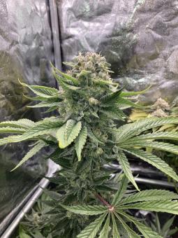 Jack Herer - картинка 5