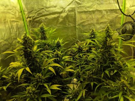 Girl Scout Cookies Auto - картинка 3