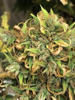 Neville's Haze - картинка 5