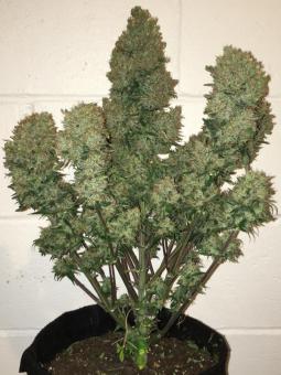 West Coast O.G. Auto - картинка 5