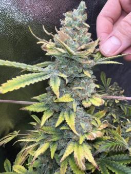 Super Silver Haze - картинка 3