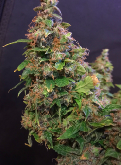 Jack Herer Auto - картинка 3