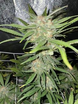 Northern Lights Auto - картинка 5