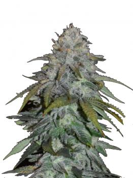Skunk #1 Auto fem