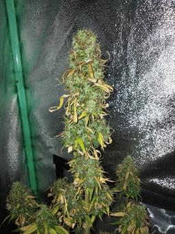 Critical Jack Herer Auto - картинка 2