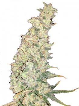 G14 Auto fem