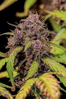 Lemon Cherry Cookies Auto - картинка 6