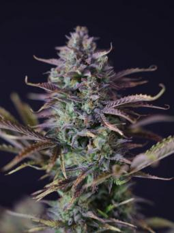 King's Juice Auto - картинка 2