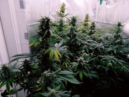 Jack 47 XL Auto - картинка 8
