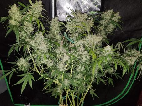 Auto Fresh Candy - картинка 4