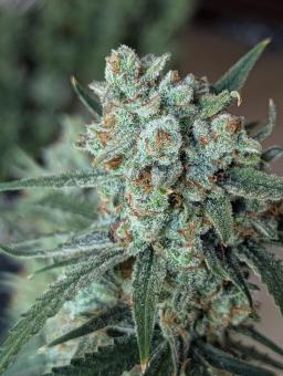 Gorilla Zkittlez Auto - картинка 1