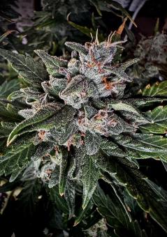CBD Auto 1:1 (CBD Crack) - картинка 4