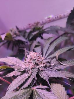 Hindu Kush Auto - картинка 1