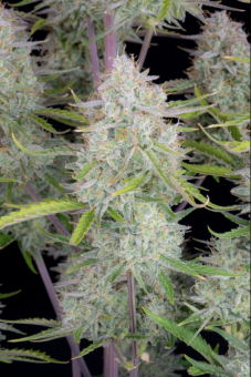 Wedding Cheesecake Auto - картинка 11