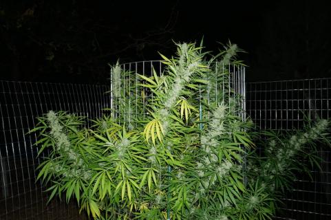 Himalaya Gold - картинка 4
