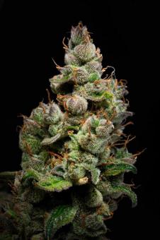Purple Lemonade Auto - картинка 6