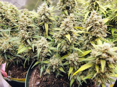 Jack Herer - картинка 2