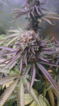 Sweet Valley Kush - картинка 2