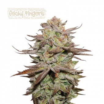 Sticky Fingers Auto - картинка 1