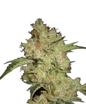 Shark CBD