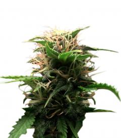 Lowryder Auto regular (IBL)
