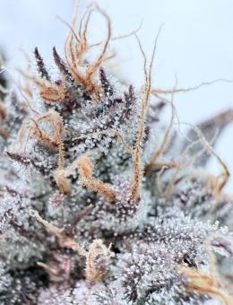 Mimosa Bruce Banner XL Auto - картинка 4