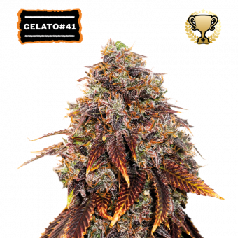 Gelato 41 - картинка 1