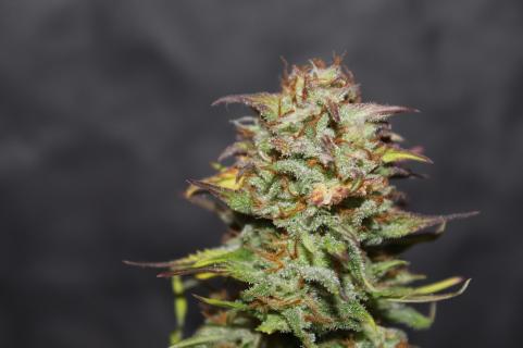 Sugar Black Rose Auto - картинка 4