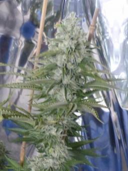 Chemo Kush genetics fem - картинка 2